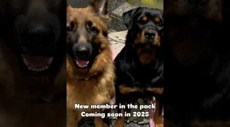 Rottweiler Bubzee Ke Pack Mein Aane Waala Hai New Dog In 2025 #shorts #dogs #rottweiler #trending