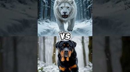 white lion vs Rottweiler ,German Shepherd, Pitpbul, Doberman #shorts #Battle