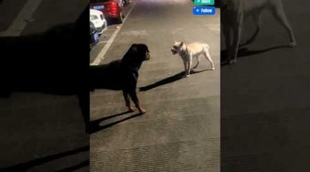 Rottweiler vs Street Dog #shorts #youtubeshorts #rottweiler