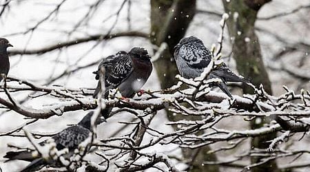 Snow in Ireland: Met Eireann warns of 'disruptive' weather as temperatures to plunge to -10C