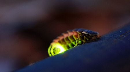 Glorious glow worm is Latvia's insect of 2025