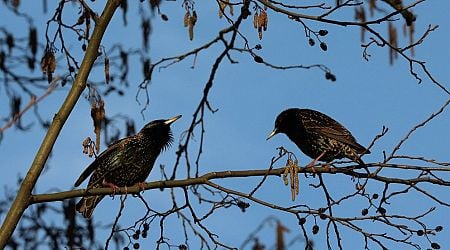 Latvia's star(ling) of the avian world takes wing