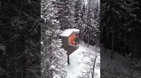 Norway&#39;s Luxury Tree House Amazing Tree House of Norway #shortsvideo