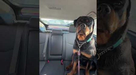 Waiting in the car #rottweiler #rottie #puppy #dog #pets #dogmom #fyp #reels