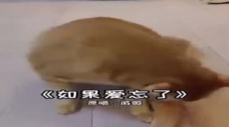 Chinese Cat (VIDEO)