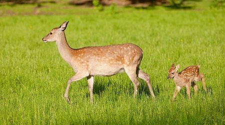 Invasive sika deer doing 'untold damage' to native woodland