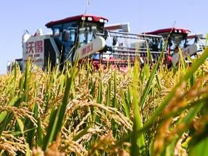 Global food prices drop 2.1% in 2024: FAO