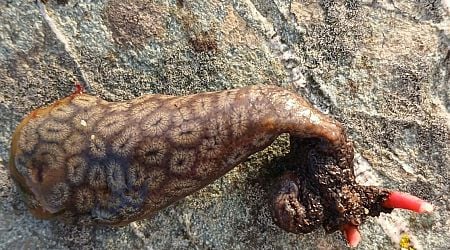 What is this curious creature found on shore after Storm Ashley?