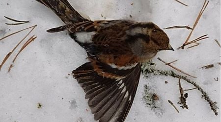 RIEW-Sofia alerts police about dead birds near Koprivshtitsa