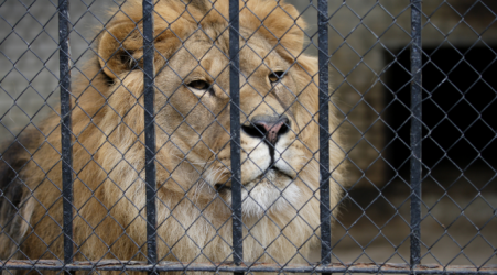  PN blasts governments handling of animal welfare following discovery of lions, leopard in Naxxar 