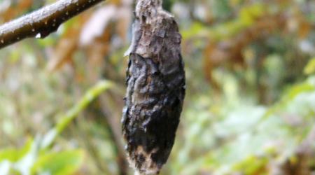 Japan firm turning bagworm silk into fiber products in world 1st