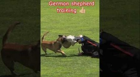 Belgium german shepherd dog training #dogtraining #gsd #youtubeshorts #shorts #viral