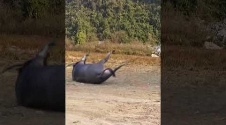 Playful buffaloes play against each other in the animal world. Highlights of the animal world. F