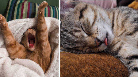 26 Sweet Kitties Snoozily Soundly For a Slow, Sensual Start to Your Sleepy Sunday