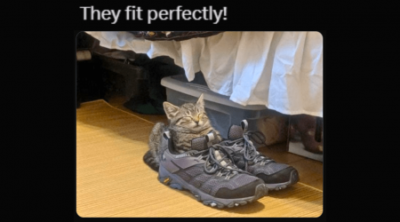 24 Pawdorable Cat Memes Prancing Around Your House This Sunday to Bring You the Weekend Joy You Need