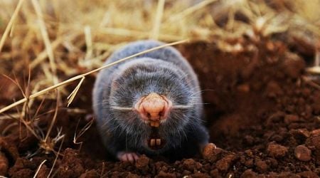 Blind mole-rat thought extinct is sighted in Croatia