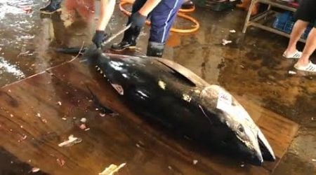 Swiftly cutting open a massive 458 lb bluefin tuna within five minutes #bluefintuna #seafood