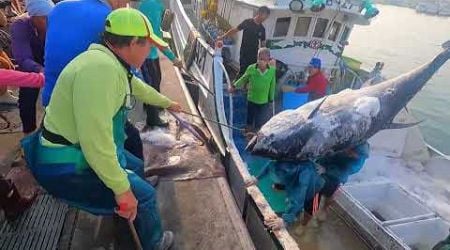 Hoisting a Monster: Watch a Giant Bluefin Tuna Go from Ocean to Market