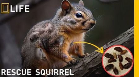 Squirrel Botfly Removal | Animal Rescue Compilation