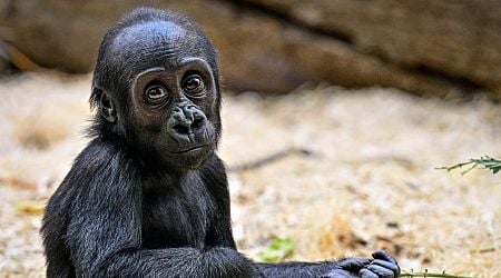 Mobi, Prague Zoo's female gorilla, celebrates her first birthday