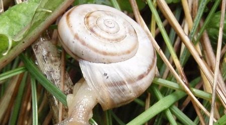 Snailed it! Latvia's gastropod of the year picked