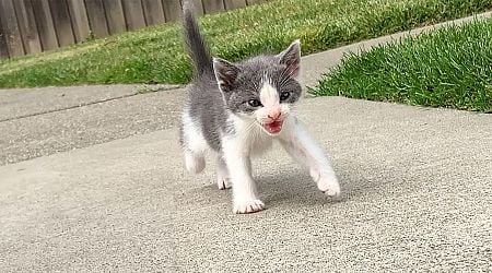 'Immediately, my dad instincts kicked in': Tiny fur-ball kitten asks kind man to become his mom, instantly gets adopted and does everything with him (video)