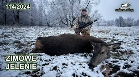 Zimowe jelenie - SUDECKA OSTOJA 114/2024 Red deer In Poland