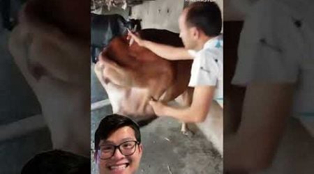 Oh my god! Inject an angry cow #cow #animals #calf #injection #denmark #farming #danmach #funny