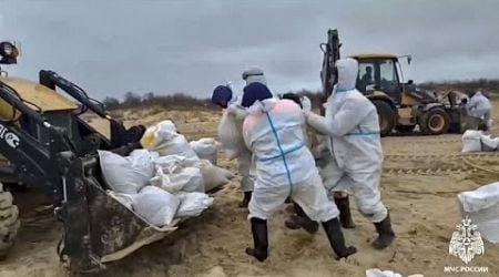 More than 30 dolphins dead in southern Russia oil spill, animal rescue group says