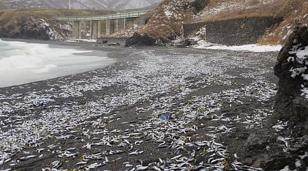 Mass sardine beaching hits northern Japan, cleanup delayed