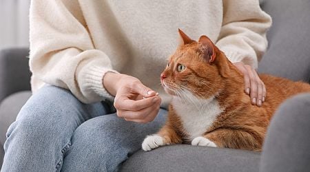 Cat Parents in China Are Feeding COVID Pills to Their Cats to Beat Feline-Specific Coronavirus