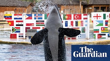 French marine park closes, leaving fate of two orcas uncertain