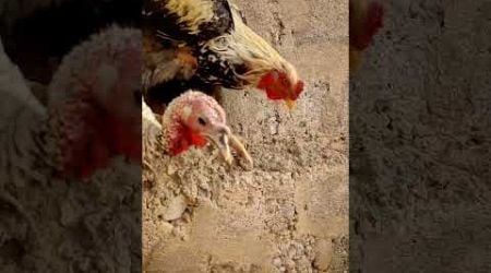 FEEDING FRENZY!Ducks, Hens,Turkey Hens,Guineafowl &amp; Chicks Go Wild for Breakfast in the Coop #shorts