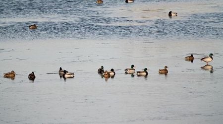 Wintering Waterbird Census Will Take Place Jan. 16-19