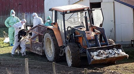 France reports bird flu outbreak just weeks after declaring virus-free status