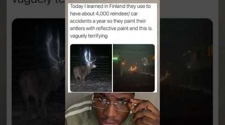 Today I learned in Finland they use to have about 4,000 reindeer/ car accidents a year.