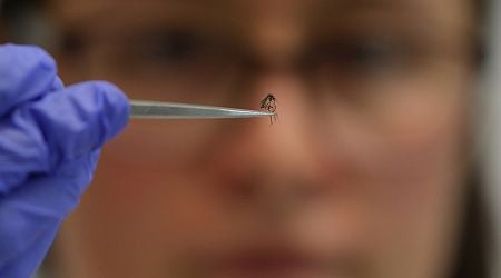 Could mosquitoes deliver vaccines against malaria?