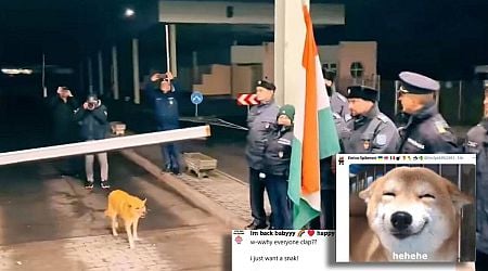 Stray Doggo Becomes The First To Cross Borders As Romania Joins Schengen: Internet Cheers