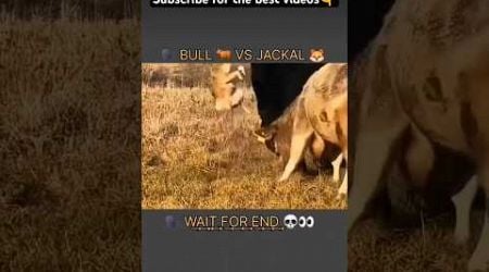 BULL VS JACKAL #animals #animal #nature #pets #pet #youtube #shorts #short #like #love #cow #fyp