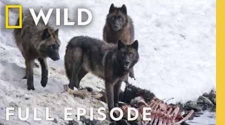 Wild Wolves: Pack Life (Full Episode) | Yellowstone Wolf Dynasty | Nat Geo Animals