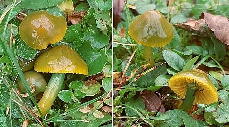 Learn this parrot-fashion: Latvia's mushroom of the year picked