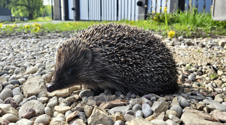 Title of Latvian animal of the year hedge-hogged