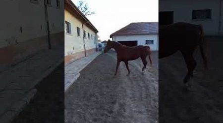 Love horse #dubai #bulgaria #horse #sangardak #animals #motivation#beautiful#termiz#denov#shorts