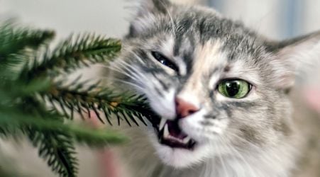 'Please Don't Eat Your Christmas Tree' Says Belgium's Food Agency