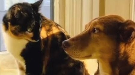 Dog&#39;s heartwarming response to deaf cat