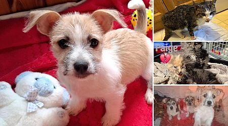 Animals in Need: Four adorable puppies looking for new homes 