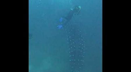 Whale shark in Galapagos #sharks #whaleshark #tiburon #diving #buceo #sub