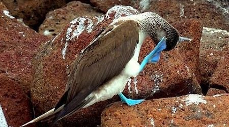 Mating pair of blue footed boobies greet affectionately in Galapagos Islands