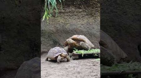 Galapagos turtle #kurakura #galapagos #animals #balizoo #bali #kebunbinatang #turtle #viralvideo