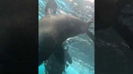 Sea lions playing in Galapagos #buceo #diving #plongee #lobo #seals #galapagos #ecuador